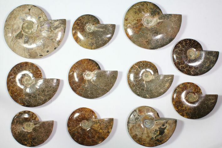 Lot: - Polished Whole Ammonite Fossils - Pieces #116725
